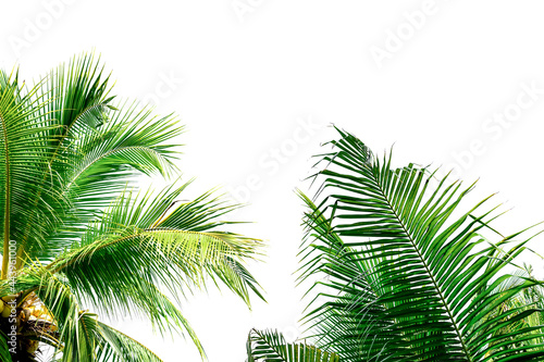 palm tree isolated on white © PaToo