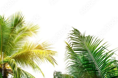 palm tree isolated on white