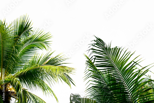 palm tree isolated on white