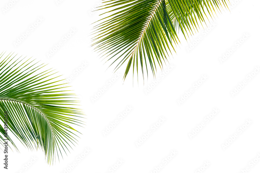Fototapeta premium palm tree on white background