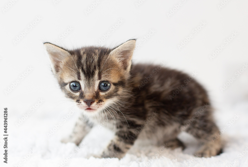 Sad little kitten isolated on white background