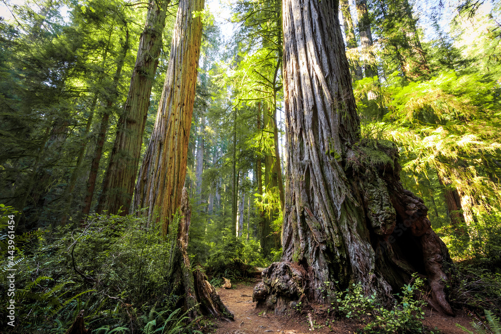 Afternoon Light on the Redwoods, Jedediah Smith State Park, Redwoods National Park, California Afternoon Light on the Redwoods, Jedediah Smith State Park, Redwoods National Park, California