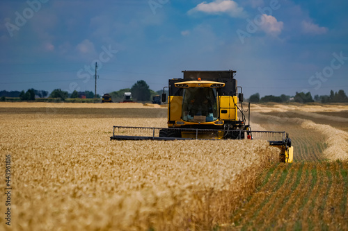 Harvesting agricultural landscape by big combine. Farming gold wheat combine harvester.