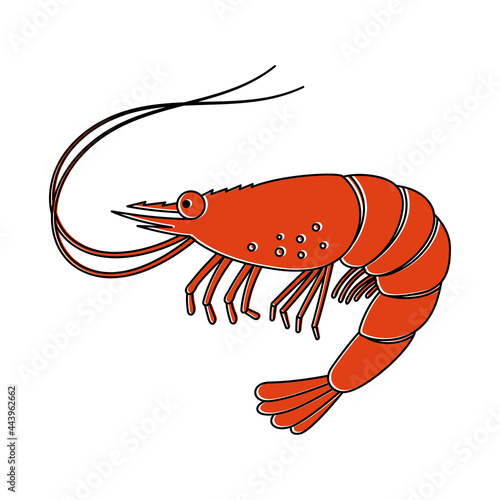 Shrimp icon or tiger prawns, fresh seafood. Isolated on white background.