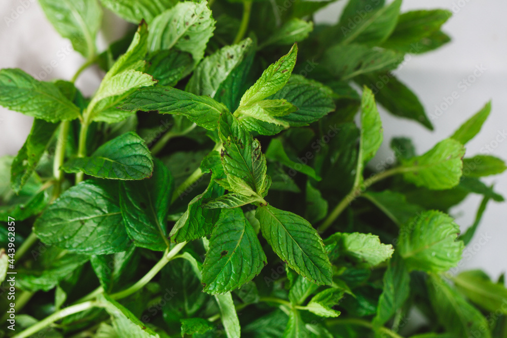 Background texture white rag and mint leaves Background texture white rag and mint leaves