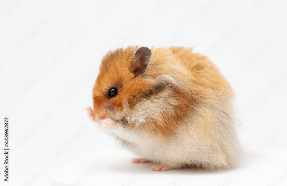 Hamster funny isolated on white background