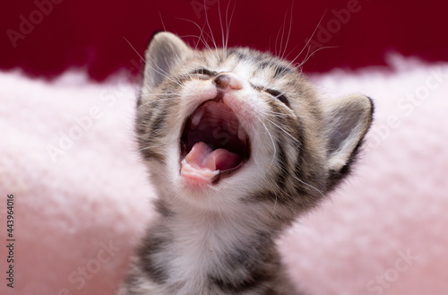 Adorable kitten saying meow cry cat photo