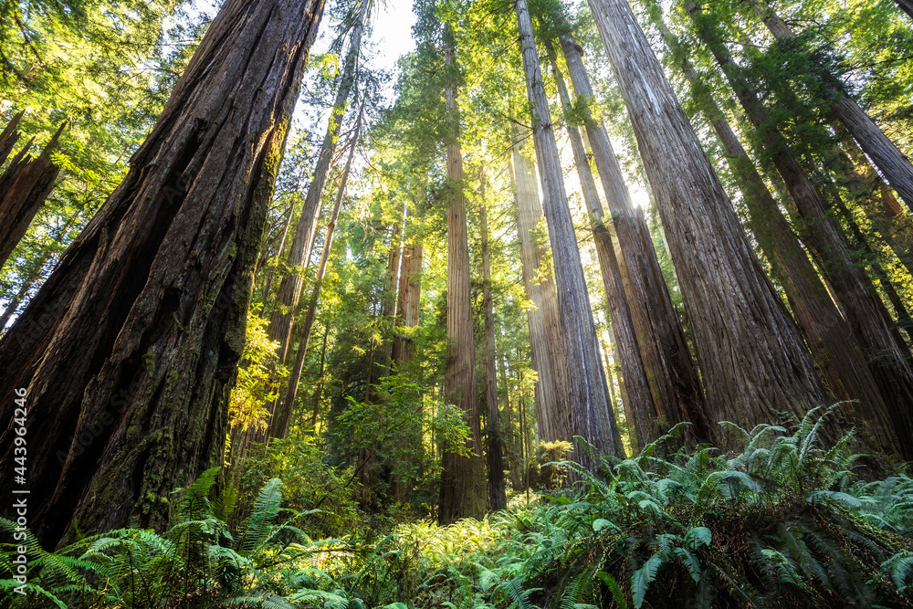 Afternoon Light on the Redwoods, Jedediah Smith State Park, Redwoods National Park, California Afternoon Light on the Redwoods, Jedediah Smith State Park, Redwoods National Park, California