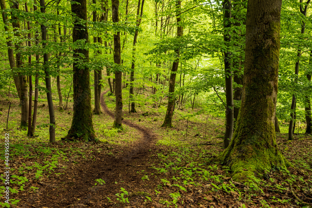 Winding path through a beech forest in spring, section of the 