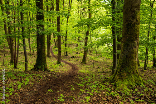 Winding path through a beech forest in spring  section of the  Burgensteig X2  hiking trail  near Eschenbruch  Teutoburg Forest  North Rhine-Westphalia  Germany.