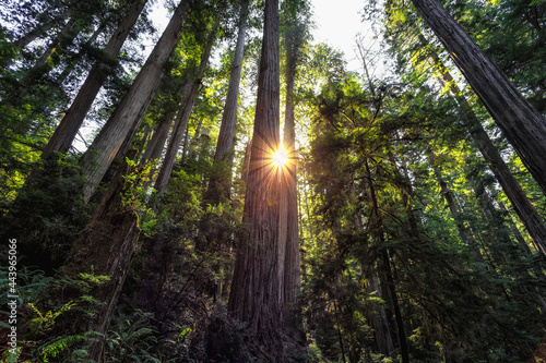 Afternoon Light on the Redwoods, Jedediah Smith State Park, Redwoods National Park, California © Stephen
