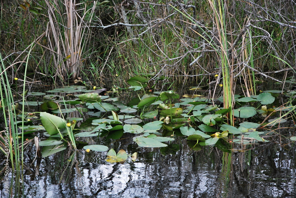 Seerosen in Sumpf Landschaft im Everglades National Park, Florida Seerosen in Sumpf Landschaft im Everglades National Park, Florida