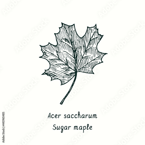 Sugar maple (Acer saccharum) leaf. Ink black and white doodle drawing in woodcut style.