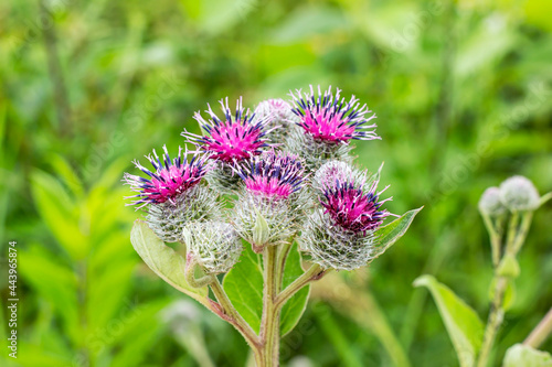 Green leaves and purple flowers of a wild greater burdock (Arctium lappa) in summer in the meadow. photo