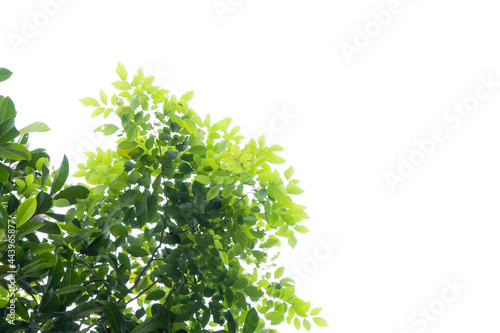 green leaves isolated on white background © yotin