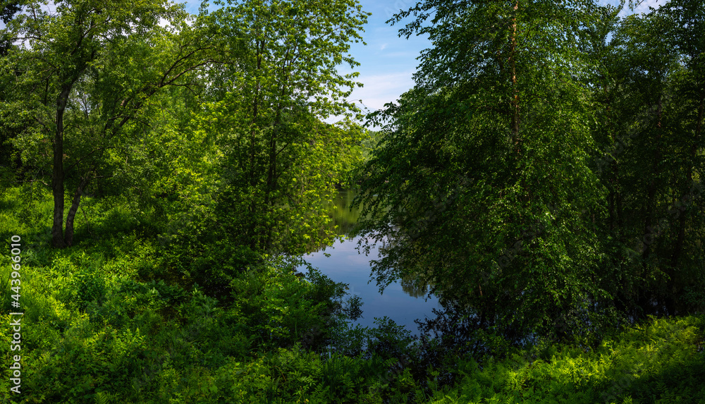 Tranquil green forest over the pond. Tall birch trees with dark green foliage. Tranquil green forest over the pond. Tall birch trees with dark green foliage.