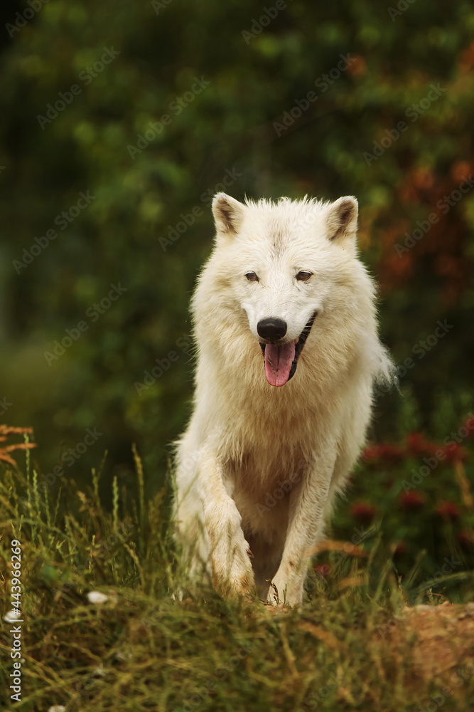 male Arctic wolf (Canis lupus arctos) he looks like he's smiling male Arctic wolf (Canis lupus arctos) he looks like he's smiling