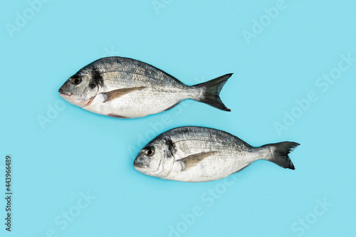 Two fresh dorado fish on blue background