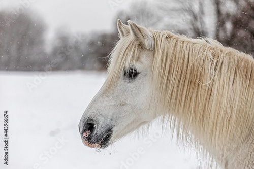 portrait of the head white mare left side © michal