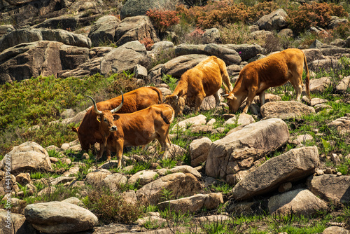 Herd of Cachena cows grazing between granite boulders, Prado de Gamil, Trilho das Silhas dos Ursos hike, Peneda-Gerês National Park, Braga district, Portugal photo