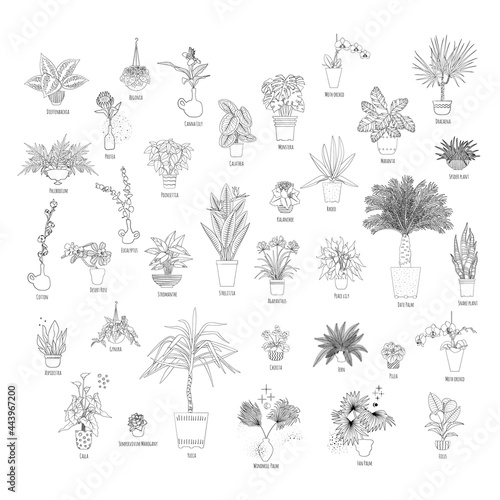 Set of various tropical house plants in planters, with names. Black line art style. Stock vector illustration.