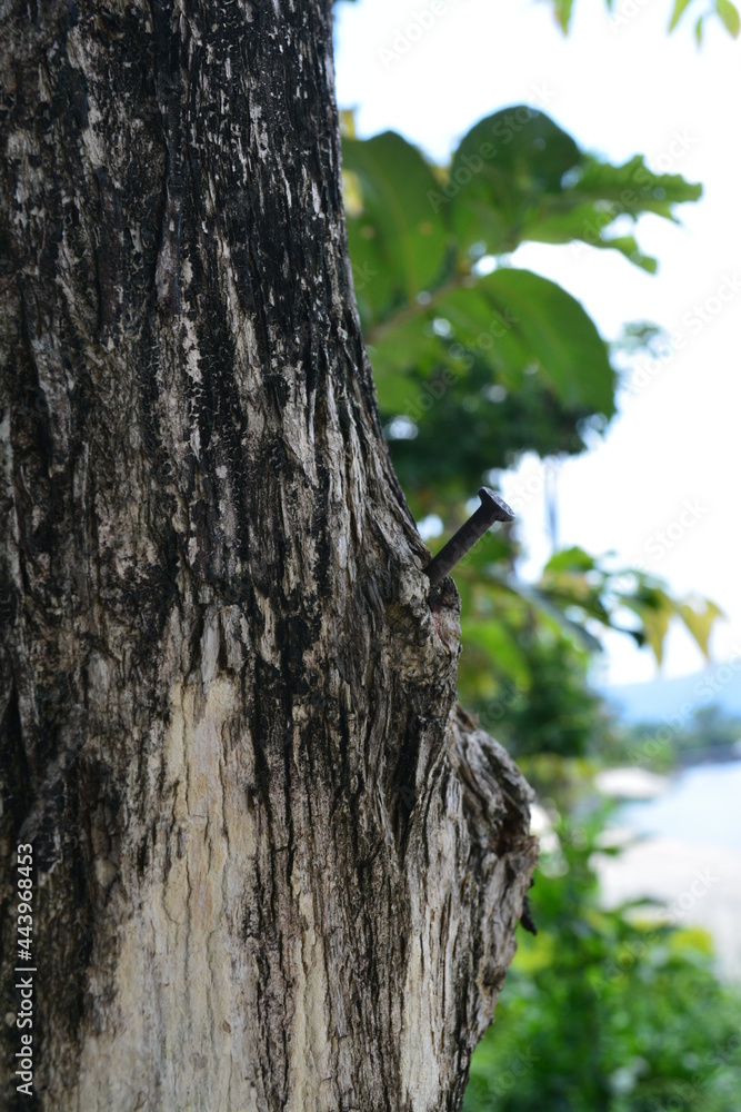 Obraz premium woodpecker on tree