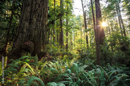 Afternoon Light on the Redwoods, Jedediah Smith State Park, Redwoods National Park, California