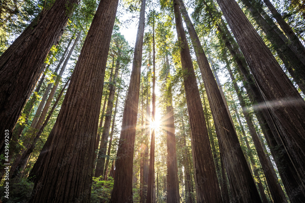 Looking up on the Redwoods Sunset, Jedediah Smith State Park, Redwoods National Park, California Looking up on the Redwoods Sunset, Jedediah Smith State Park, Redwoods National Park, California