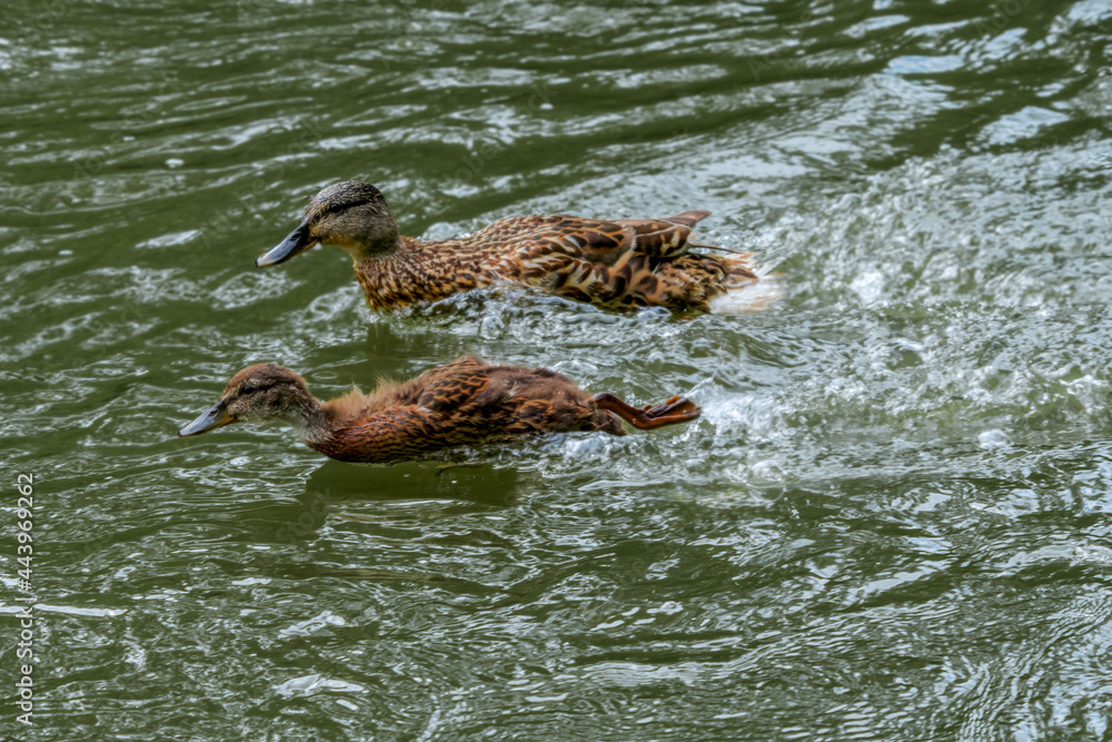 Mallard (Anas platyrhynchos) female with duckling in park Mallard (Anas platyrhynchos) female with duckling in park