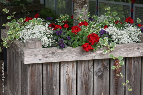 Fototapeta Naklejka Na Ścianę i Meble -  Bright geranium in the garden behind a wooden fence