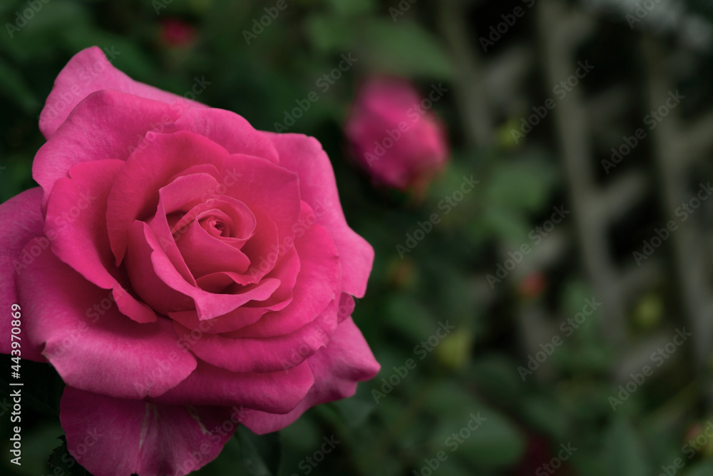 Close-up of the pink rose blooming in the garden. ガーデンに咲くピンク色のバラのクローズアップ Close-up of the pink rose blooming in the garden. ガーデンに咲くピンク色のバラのクローズアップ
