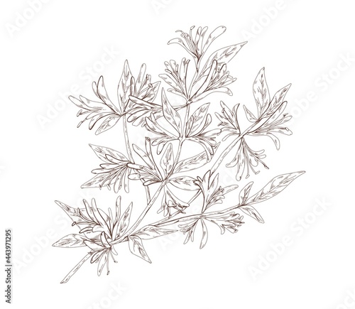 Blooming honeysuckle branch with flowers and leaves. Outlined vintage botanical drawing of honey suckle lonicera plant. Hand-drawn vector illustration of herb sketch isolated on white background