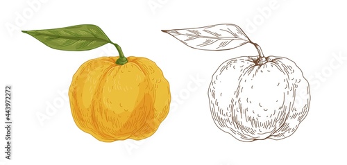 Colored and outlined yuzu fruits. Vintage botanical drawing of Japanese citrus with yellow skin and leaf. Realistic Asian hybrid. Hand-drawn detailed vector illustration isolated on white background