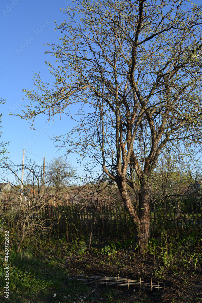 Country garden with apple tree in spring sunny day Country garden with apple tree in spring sunny day