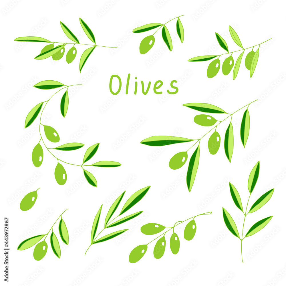 Set of olive branches, vector illustration, hand drawing colored
