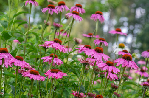 Echinacea purpurea purple coneflowers flowering plants, group of ornamental medicinal hedgehogs flowers in bloom