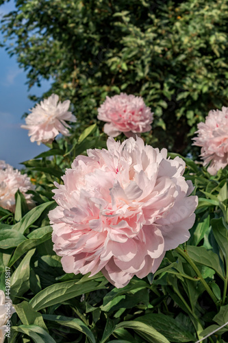 Hybrid Peony  Paeonia hybrida  in park