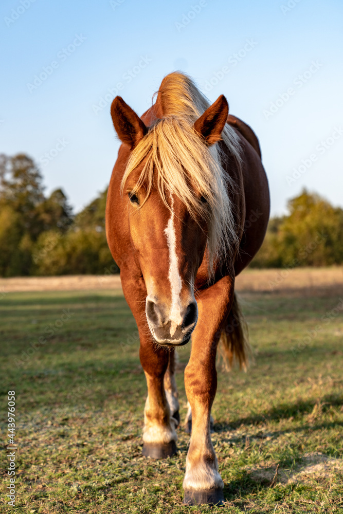 Fototapeta premium Koń na pastwisku przy zachodzie słońca