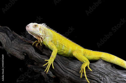 Closeup of Albino iguana on wood  iguana albino closeup  Iguana albino