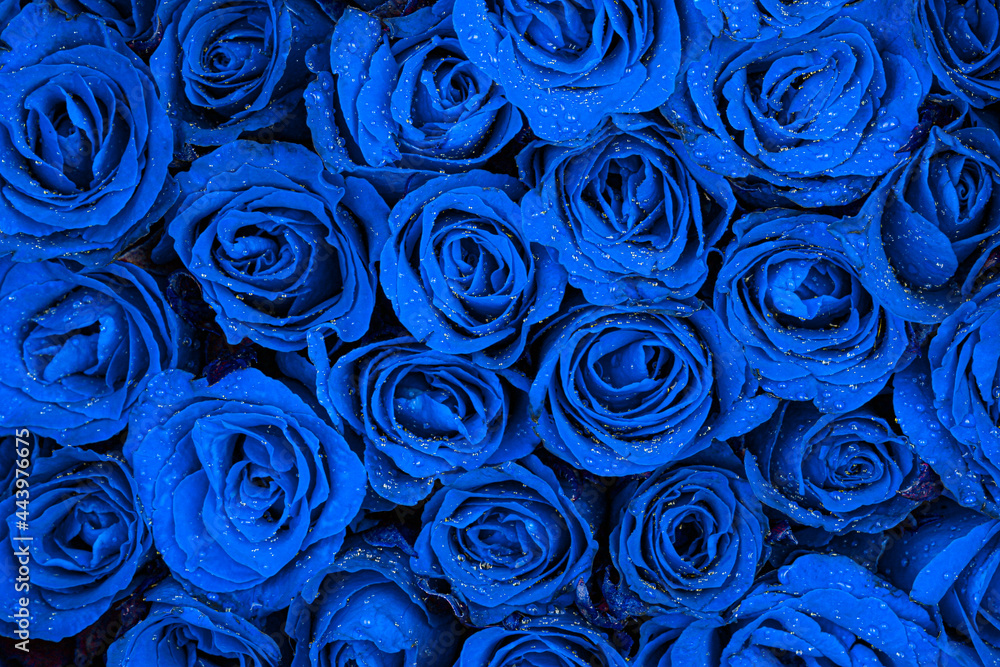 Fototapeta Niebieskie tło róży. Koncepcja Walentynki.