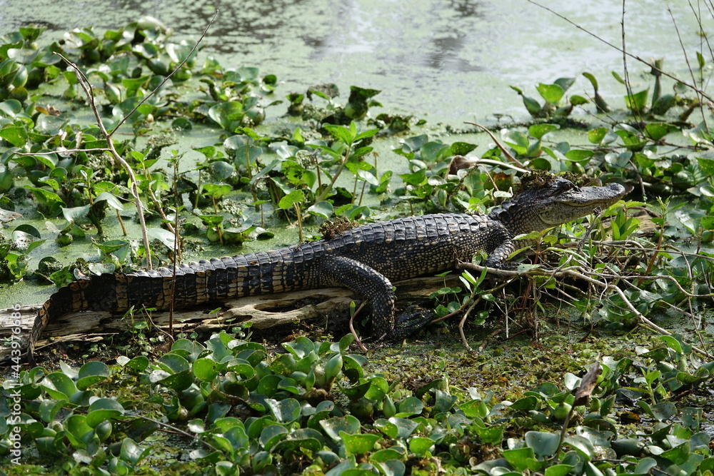 Naklejka premium Jeune alligator coiffé d'algues au bord du lac 