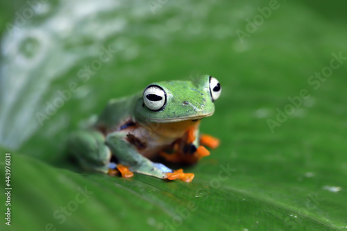 Flying frog closeup face on branch, Javan tree frog closeup image © kuritafsheen