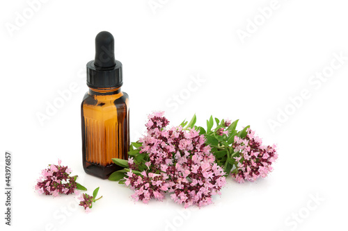 Oregano herb flowers with essential oil bottle. Used in food seasoning  aromatherapy   herbal medicine. Eases IBS symptoms  is anti bacterial  anti inflammatory  anti viral   is an anti coagulant.