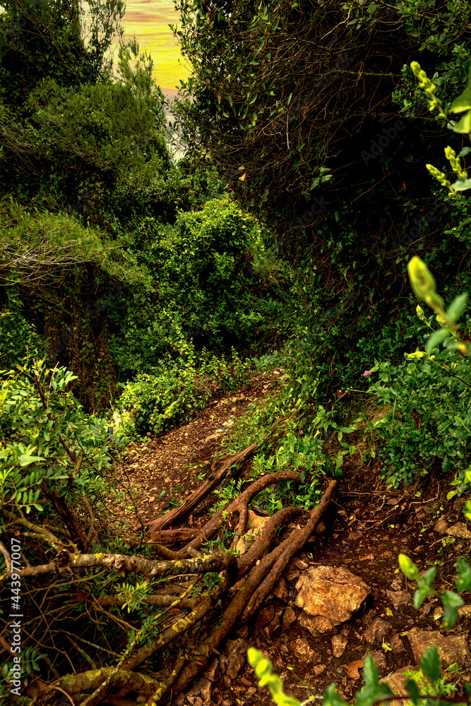 Fototapeta premium A path in the woods on an early morning rainy day.