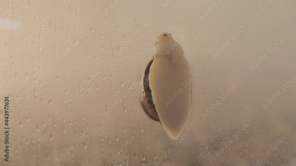 Extraction of mucin for cosmetology. Extraction of mucin from snails. The modern method of snail