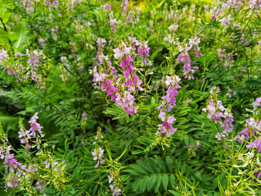 Fototapeta premium Blossoming galega officinalis, goat rue. Medicinal herb.