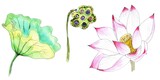 Lotus flower. Watercolor Hand painting Illustration, isolated white background. Sketch style
