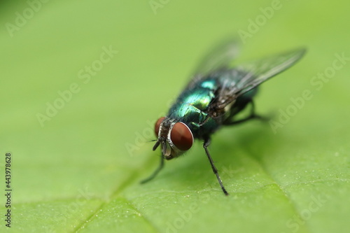 Lucilia sericata. Big green fly on a green background.