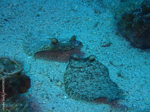 European flounders in Adriatic sea, Croatia