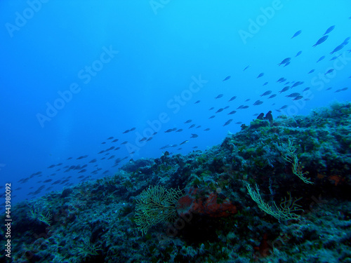 Underwater landscape of Adriatic sea, Croatia 